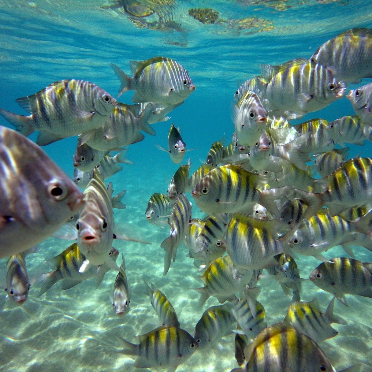 Maragogi + Maceió